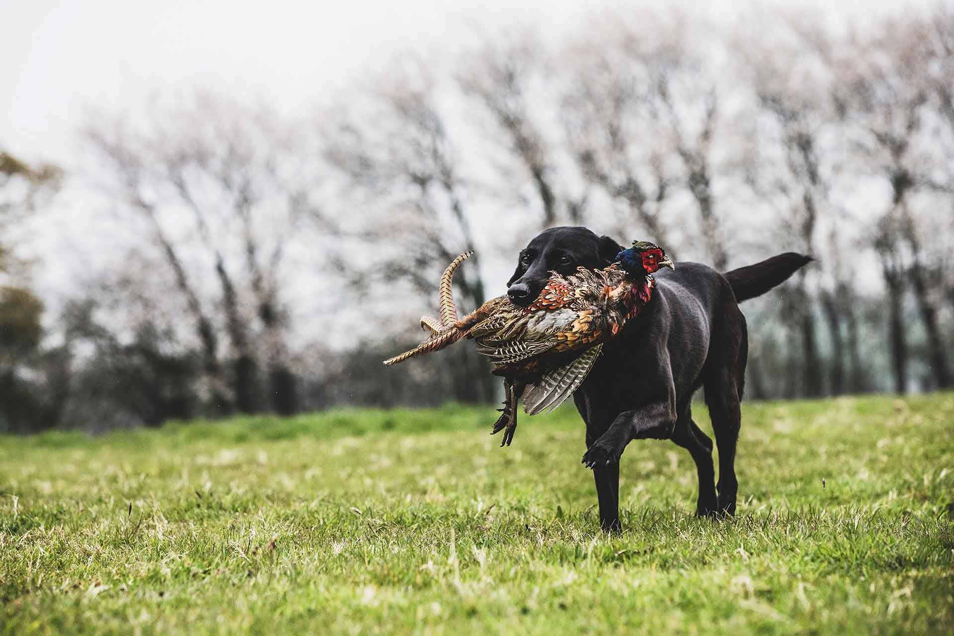 Hunting dog retrieving a pheasant in a field